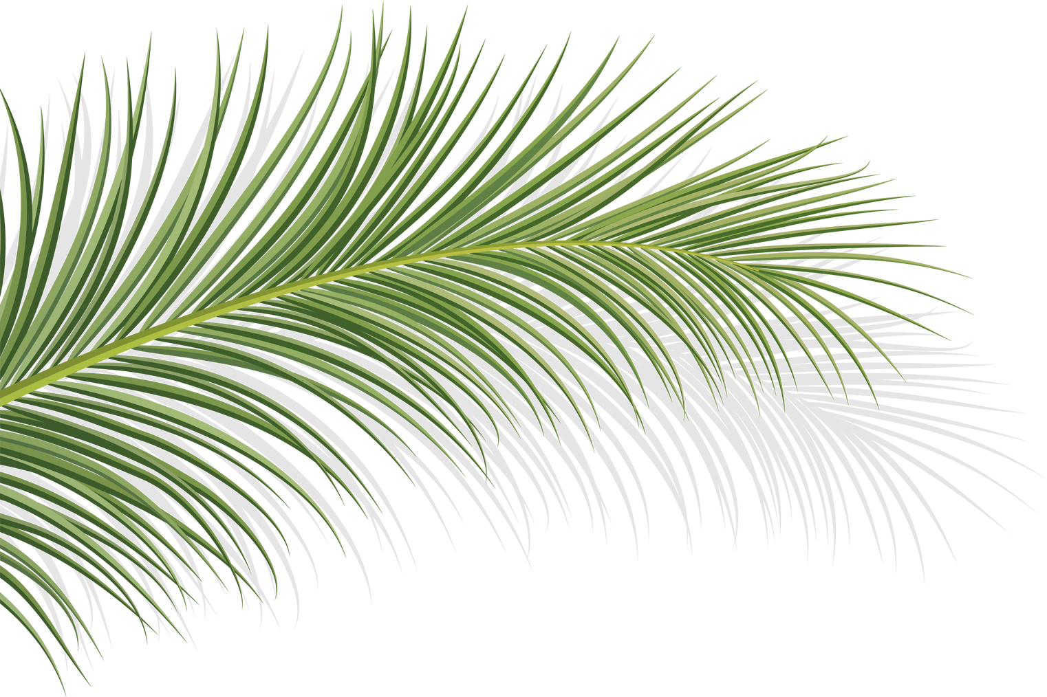 coconut leaf