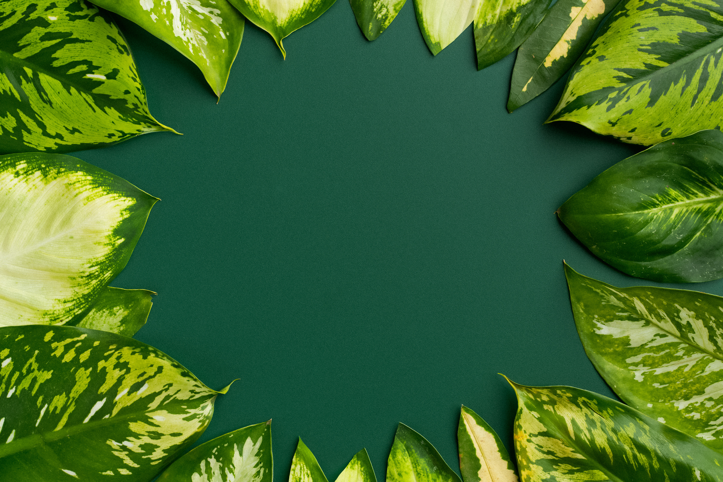 Green Leaves on Green Background
